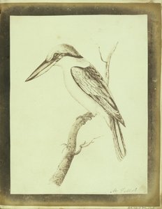 (Kopie van een Swainson Lithografische Afdruk van een Kraagbeer)